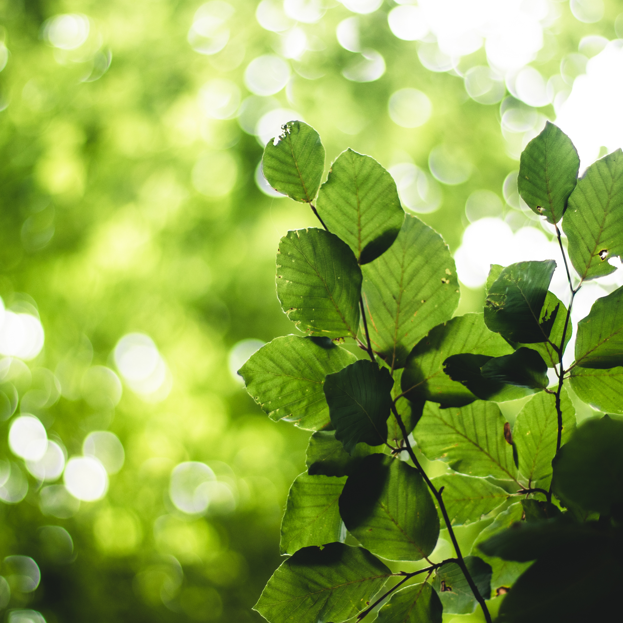 How to Bring Blue Zone Wisdom Into Your Busy City Life